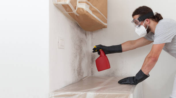 Professional Attic Mold Removal technician working in East Walpole, MA