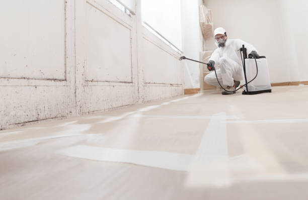 24/7 Emergency Attic Mold Removal experts in East Walpole, MA