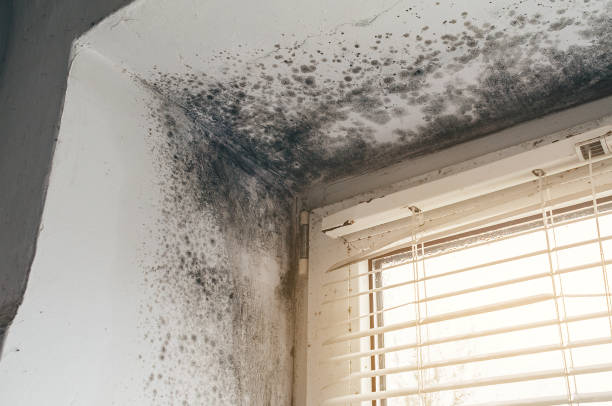 Trusted Mold Inspection service in East Walpole, MA - Cheap Mold Removal