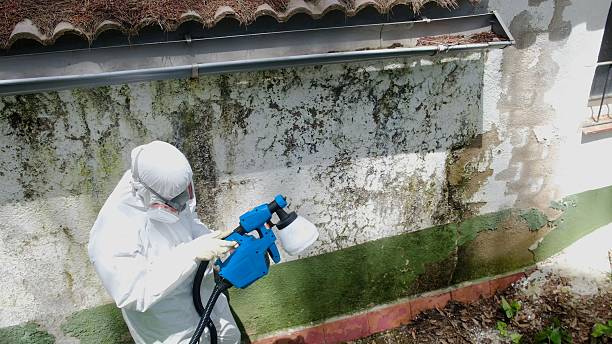 Trusted Mold Remediation service in East Walpole, MA - Cheap Mold Removal
